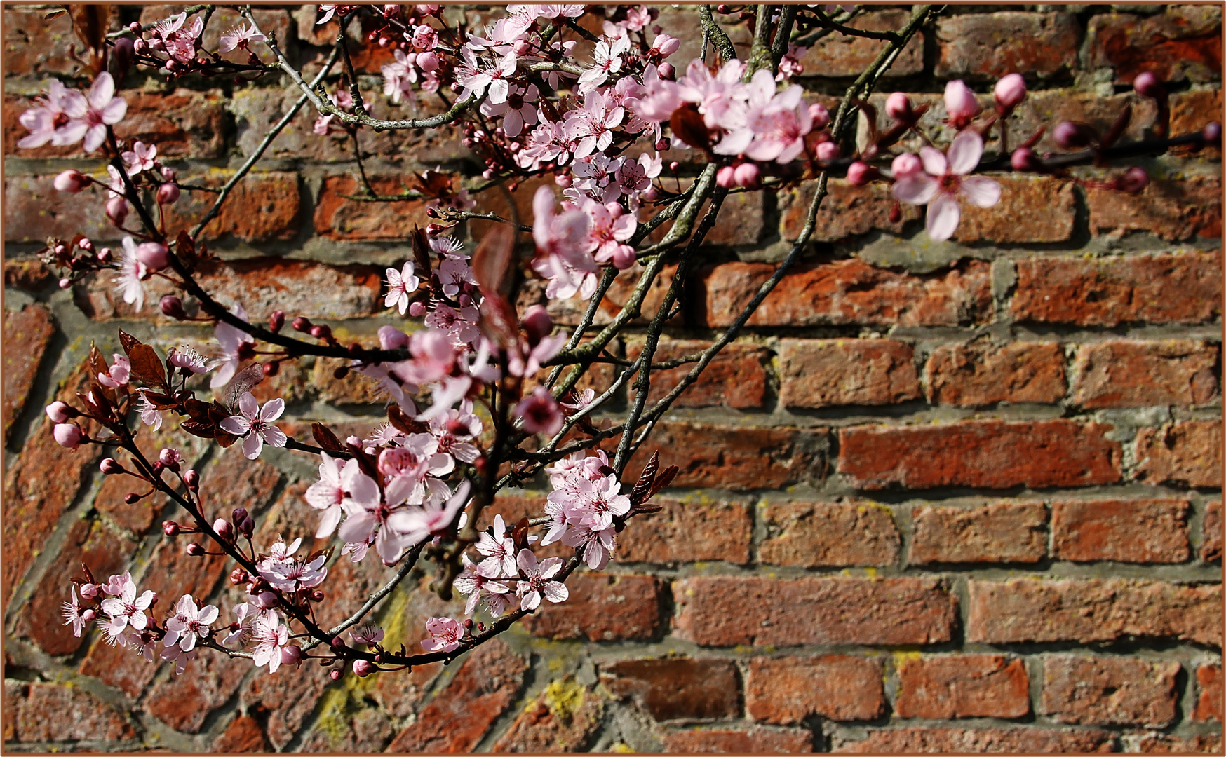 Mauerblümchen