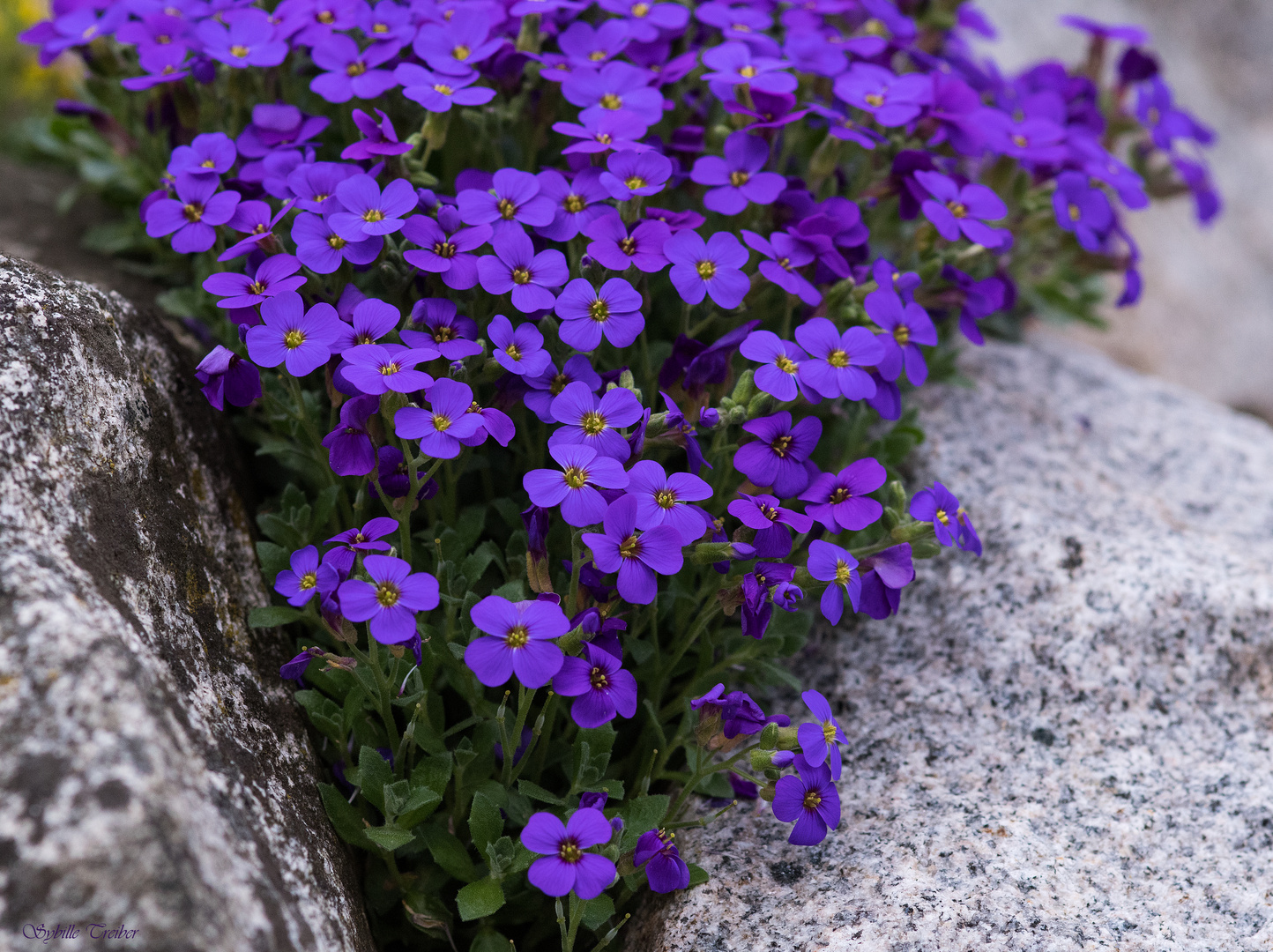 Mauerblümchen