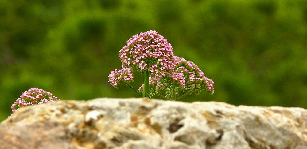 Mauerblümchen