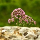 Mauerblümchen