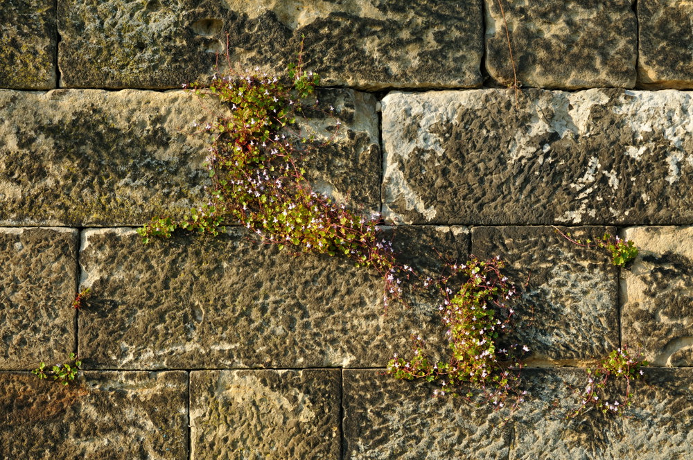 Mauerblümchen