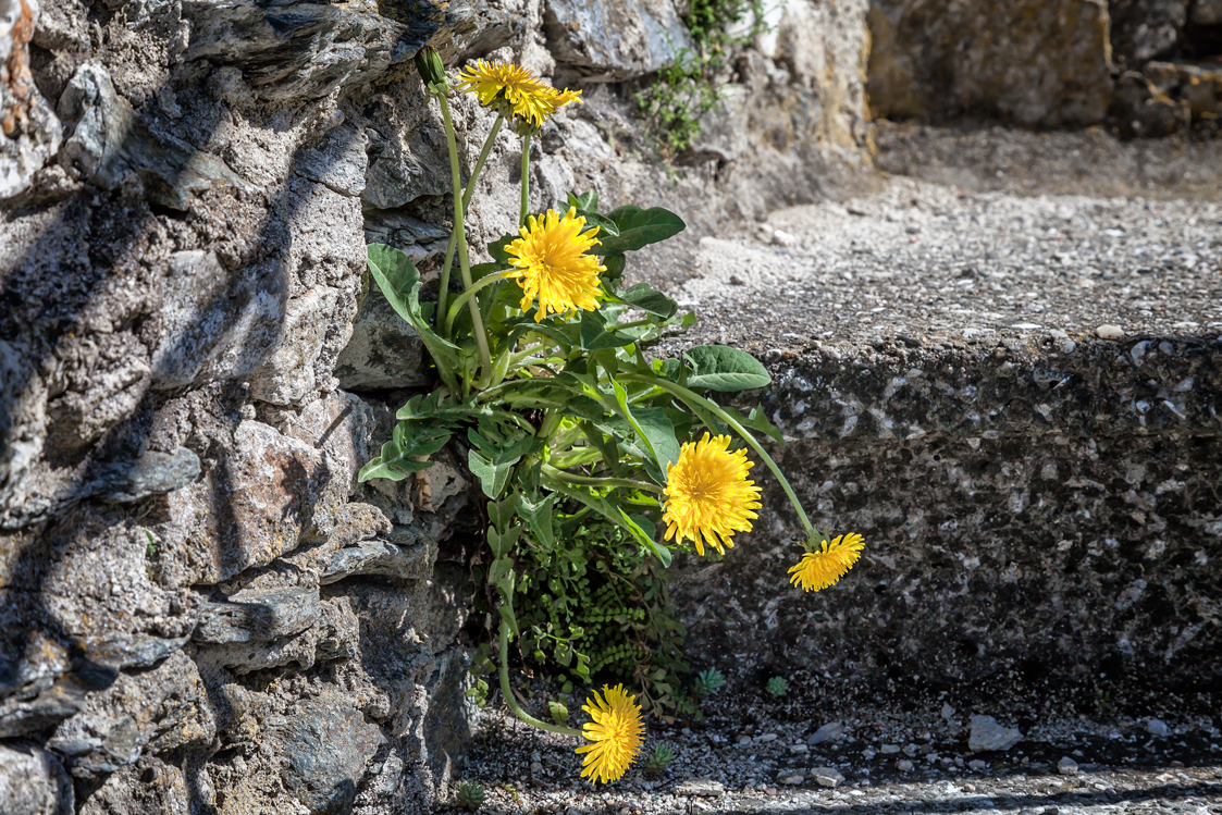 Mauerblümchen