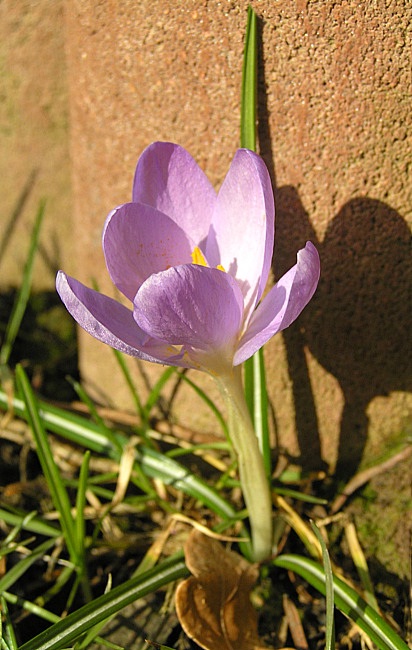 Mauerblümchen