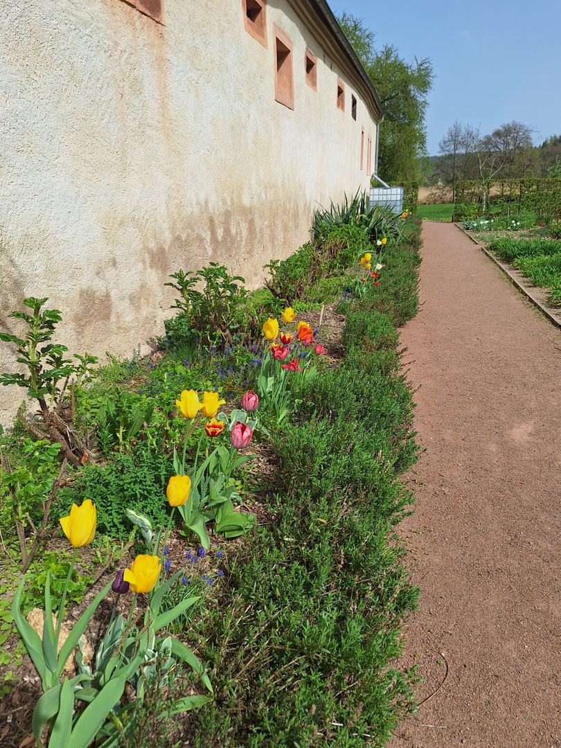 Mauerblümchen 