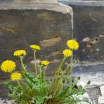 Mauerblümchen