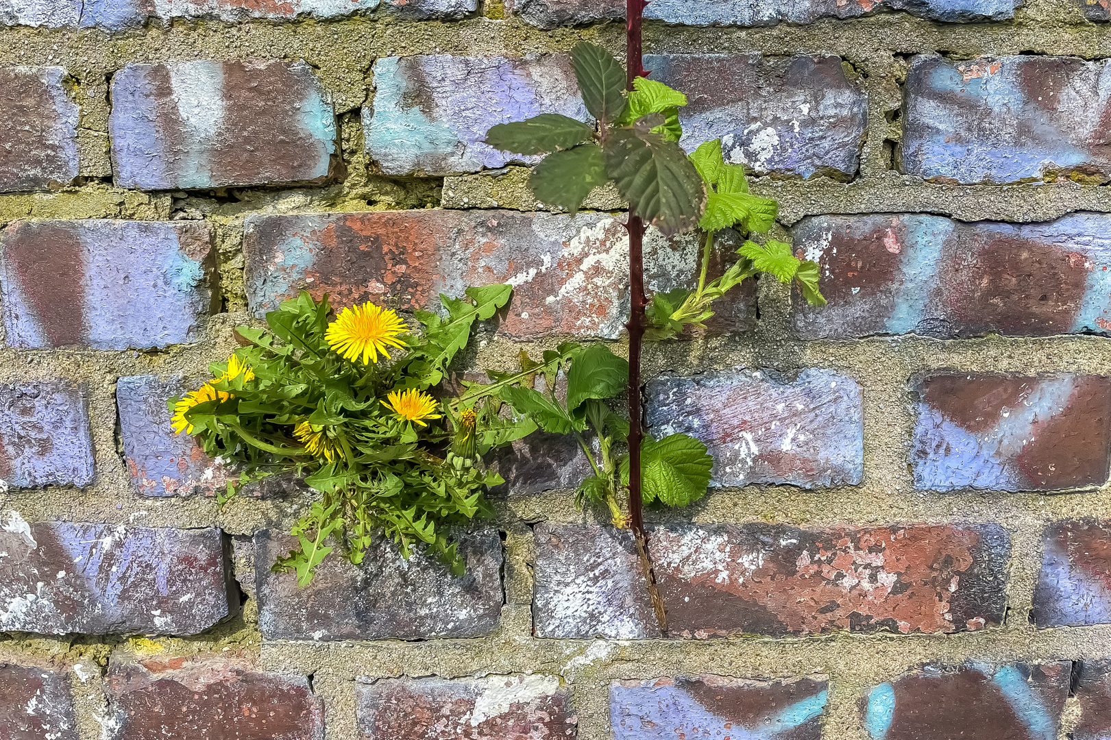 Mauerblümchen Foto & Bild art, spezial, dokumentation Bilder auf