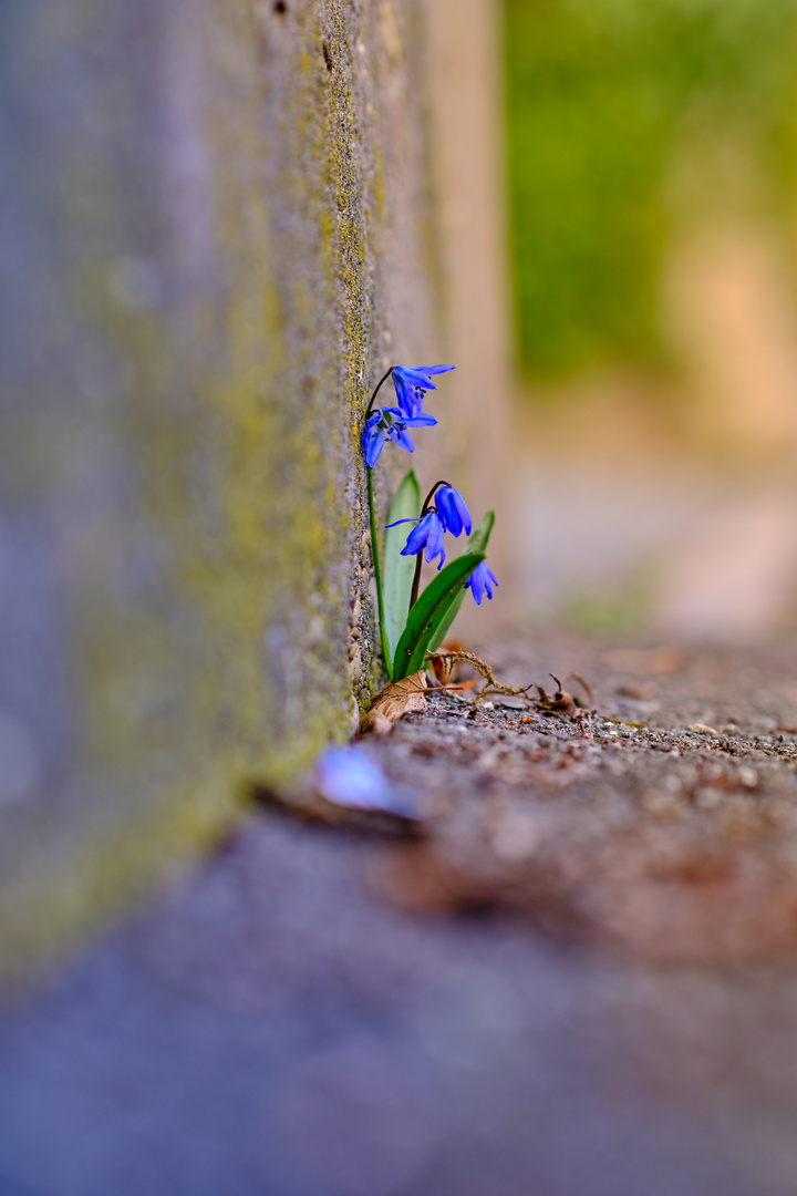 Mauerblümchen :-)