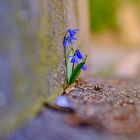 Mauerblümchen :-)