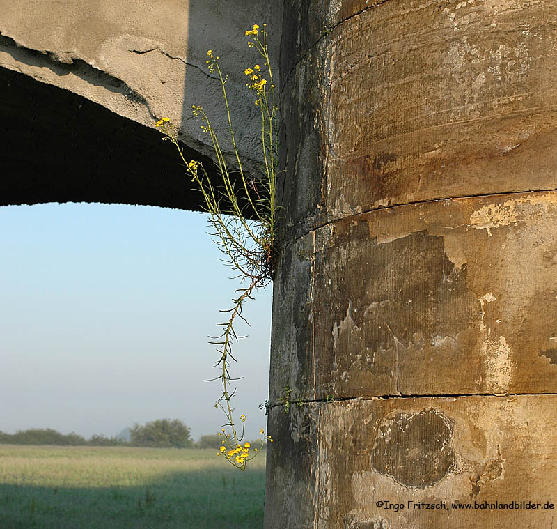 Mauerblümchen