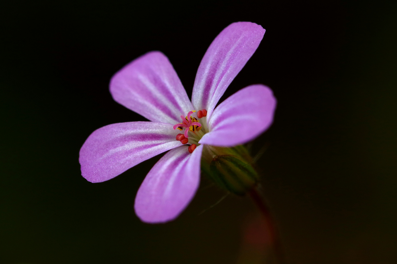 Mauerblümchen