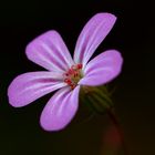 Mauerblümchen