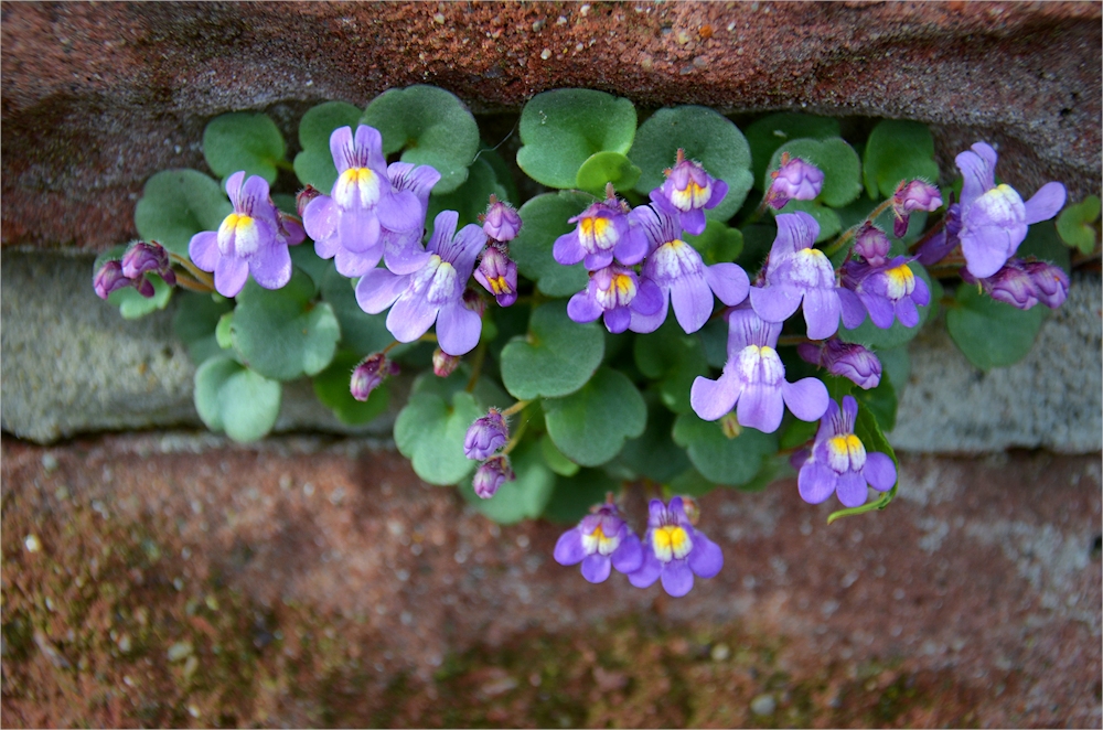 Mauerblümchen