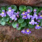 Mauerblümchen