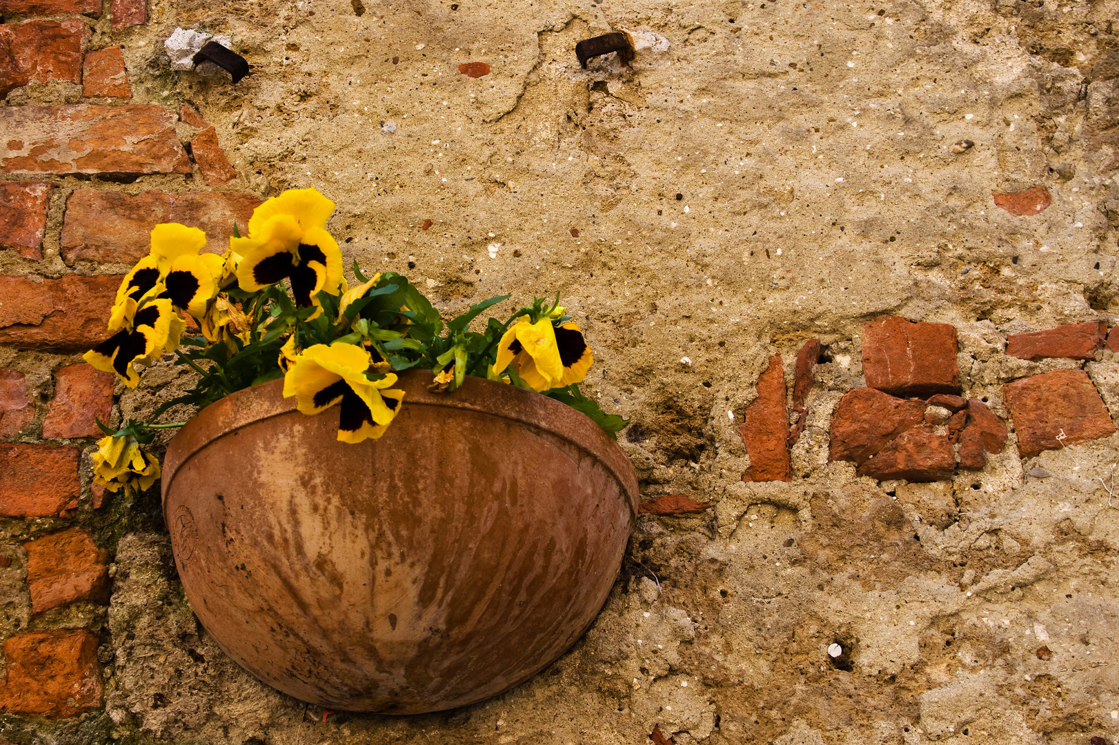 Mauerblümchen