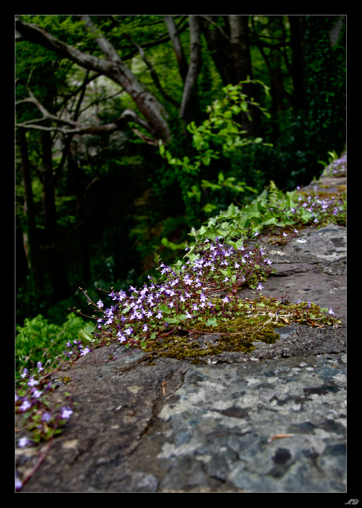 Mauerblümchen