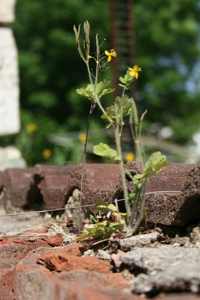 Mauerblümchen