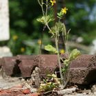 Mauerblümchen