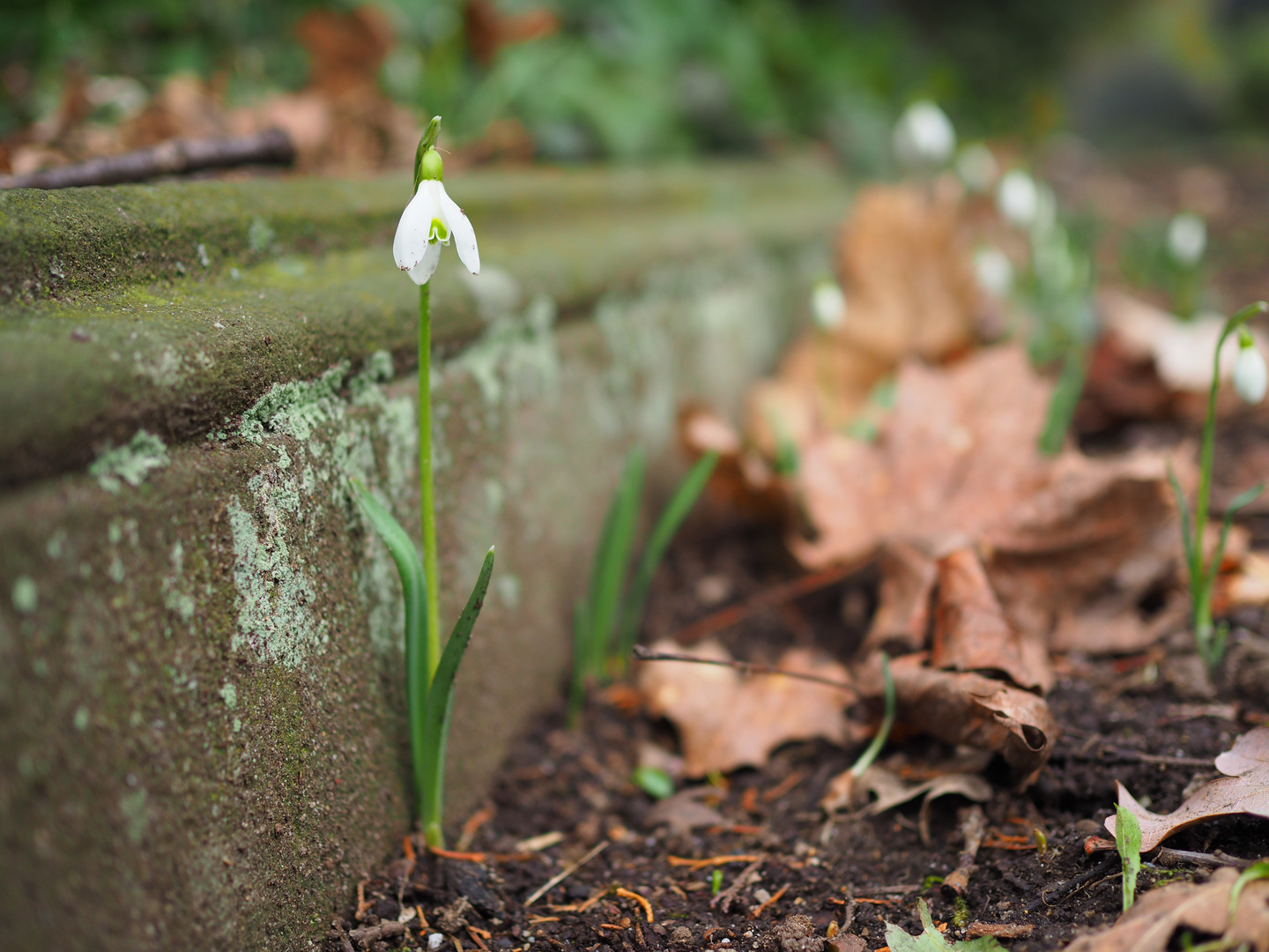 Mauerblümchen