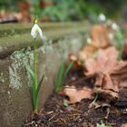 Mauerblümchen