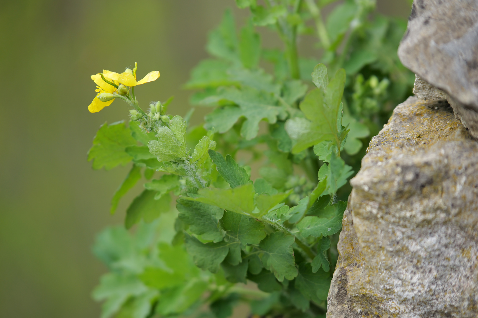 Mauerblümchen