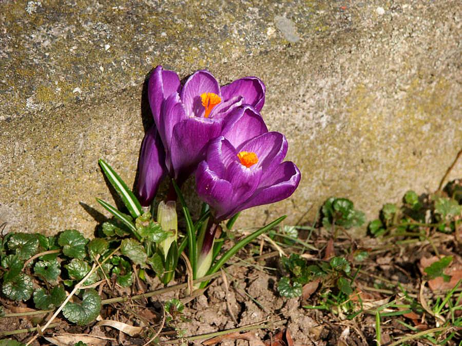 Mauerblümchen