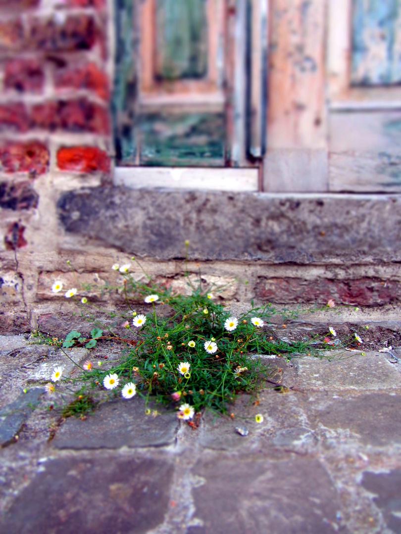 Mauerblümchen