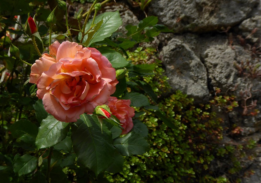 Mauerblümchen