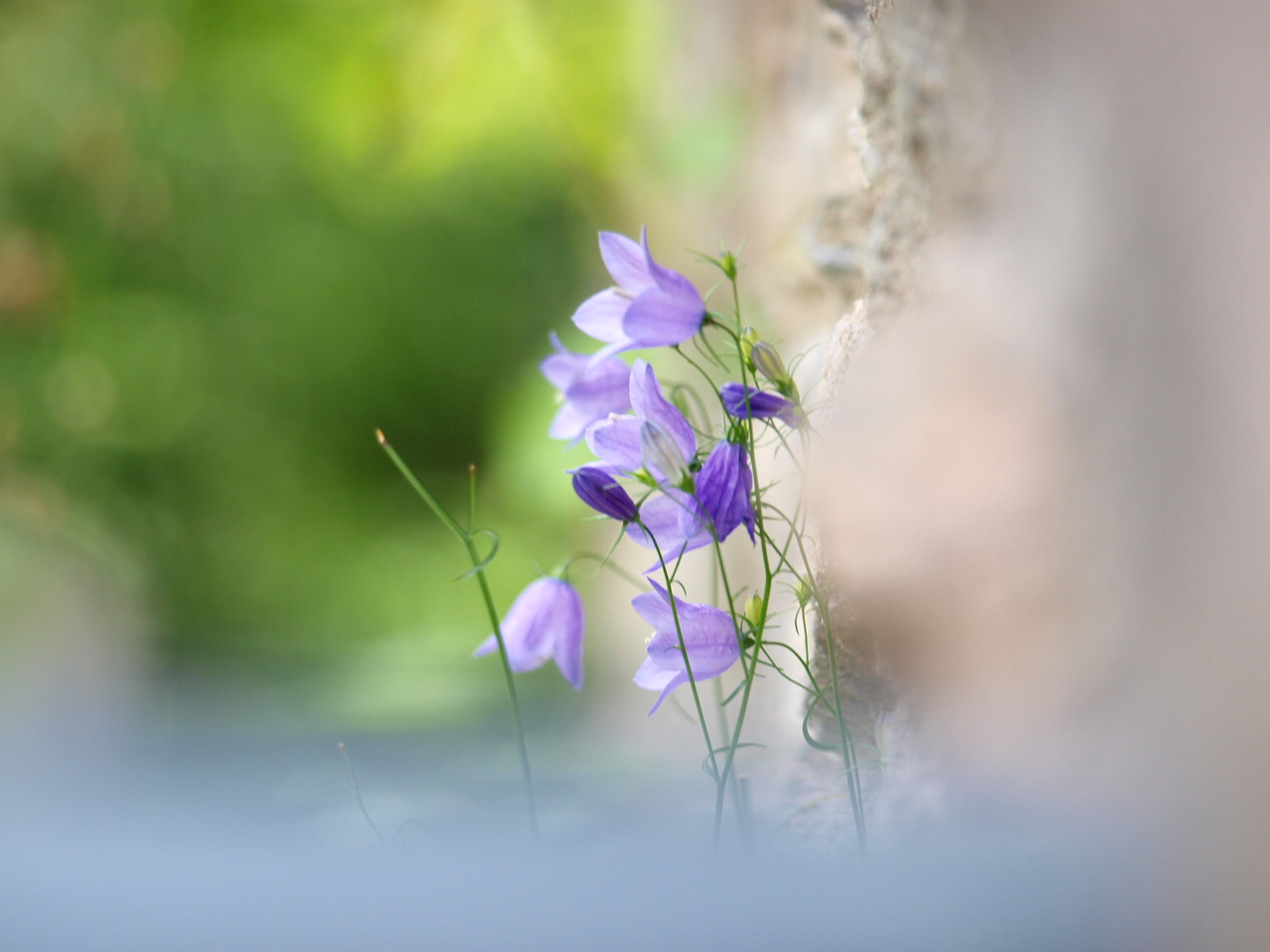 Mauerblümchen