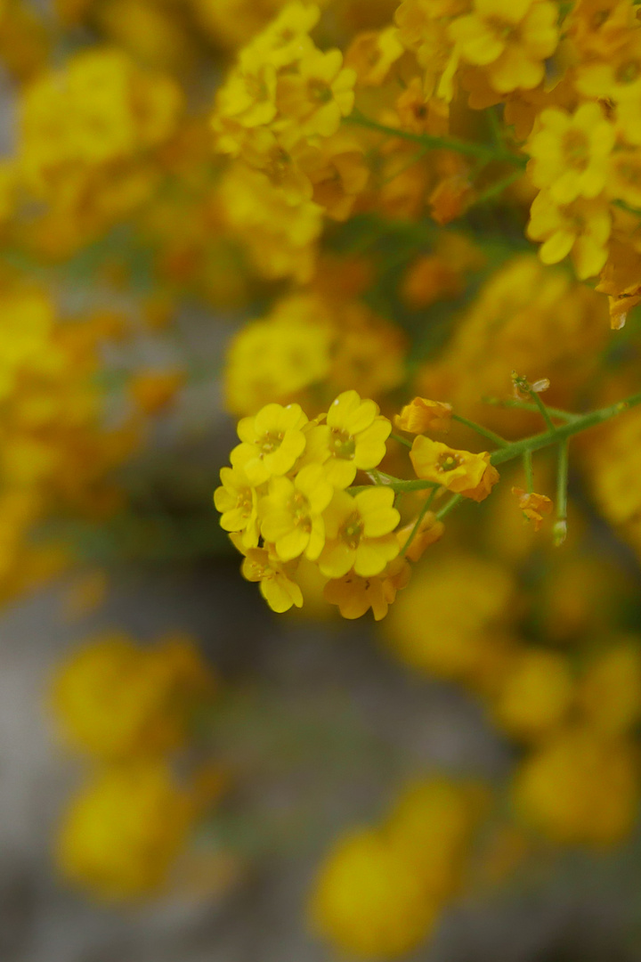 Mauerblümchen-Dasein