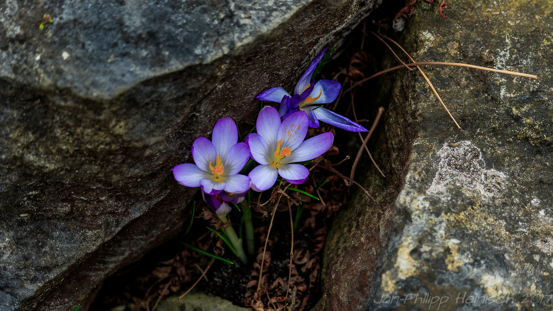 Mauerblümchen