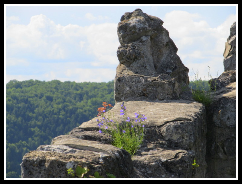 "Mauerblümchen"