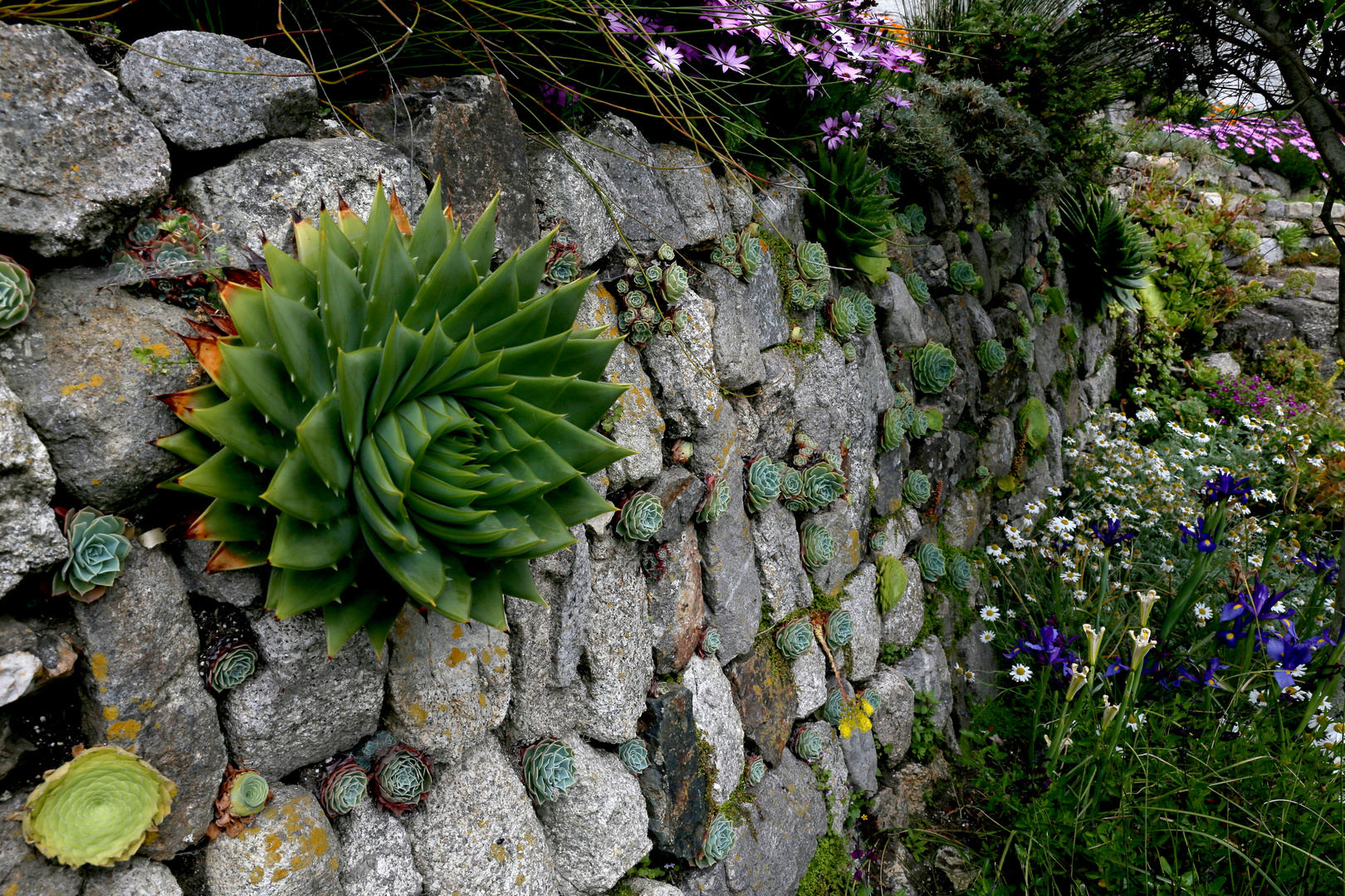 Mauerblümchen