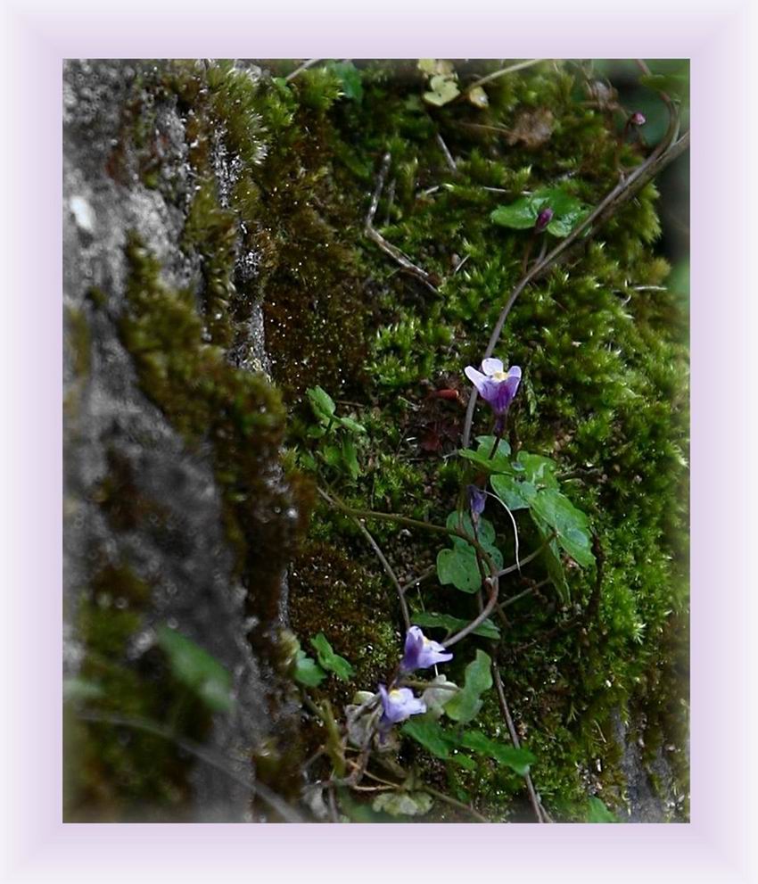 mauerblümchen