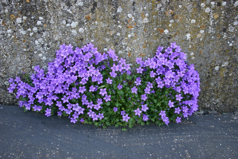 Mauerblümchen