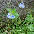 Mauerblümchen