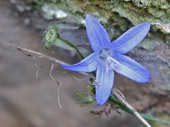 "Mauerblümchen"