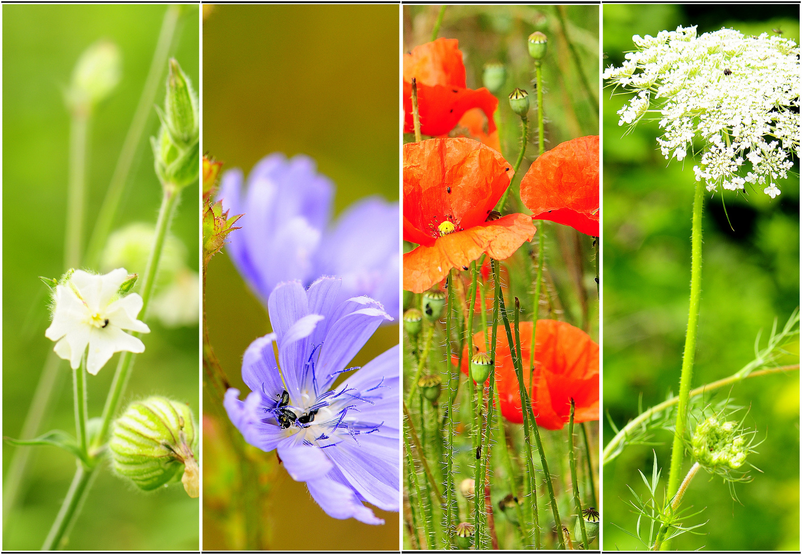 >Mauerblümchen