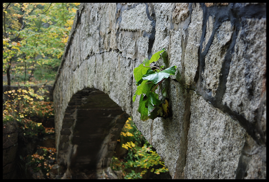 Mauerblümchen