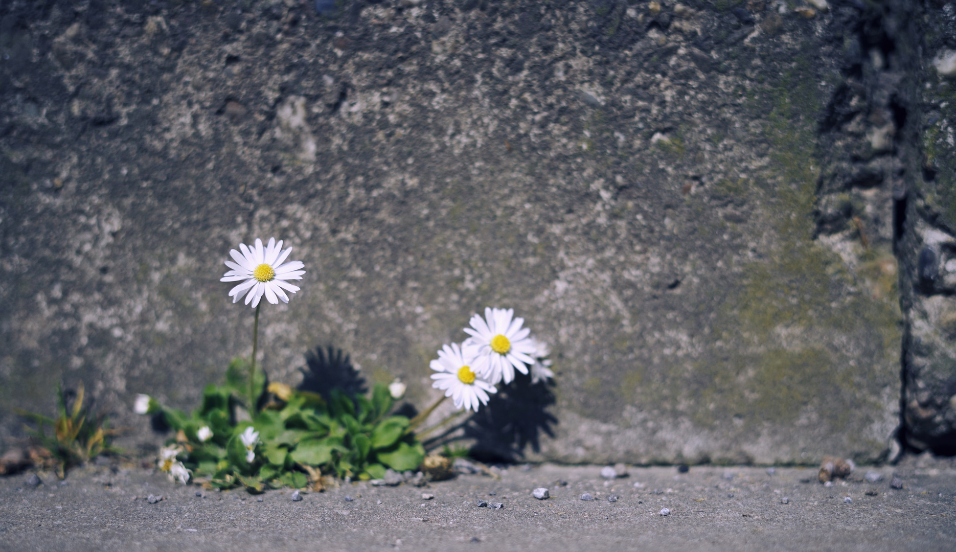 Mauerblümchen 