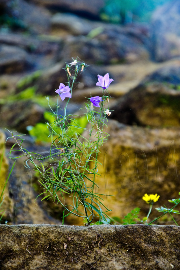 Mauerblümchen