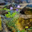 Mauerblümchen