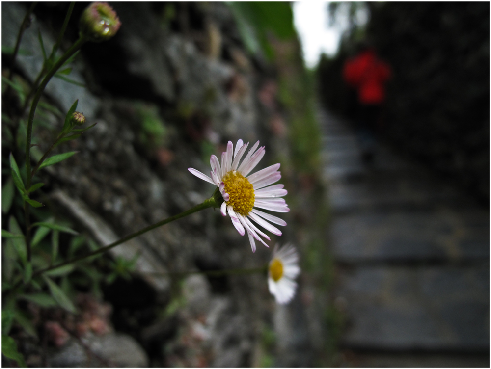 Mauerblümchen