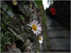 Mauerblümchen