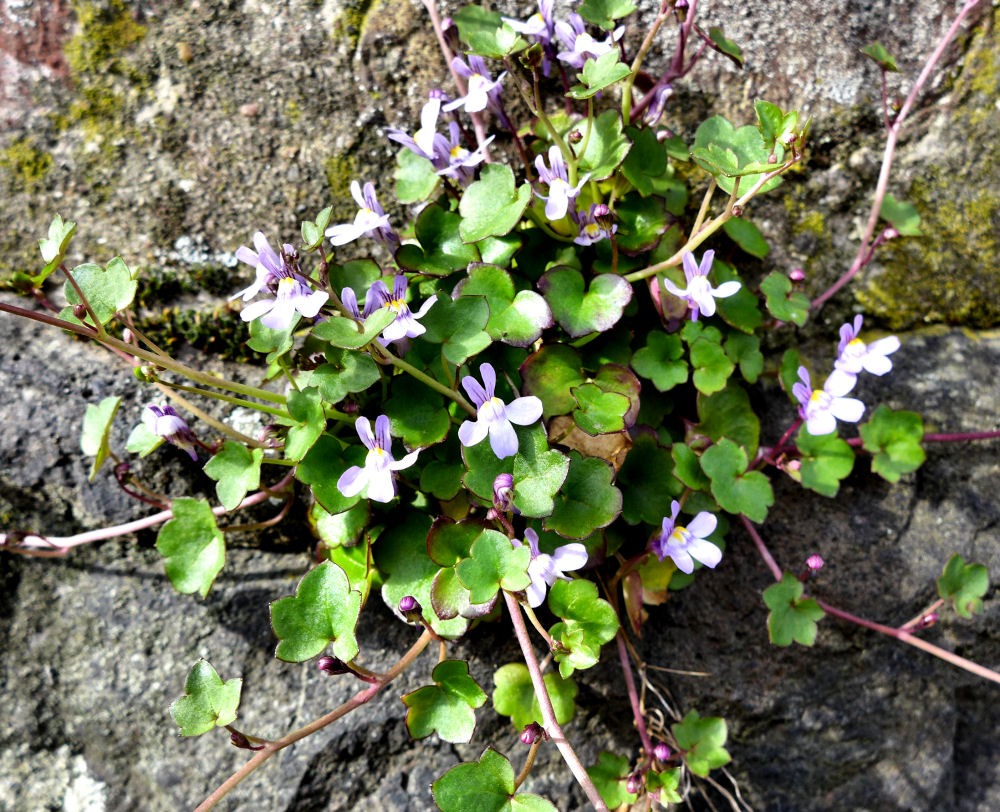 Mauerblümchen