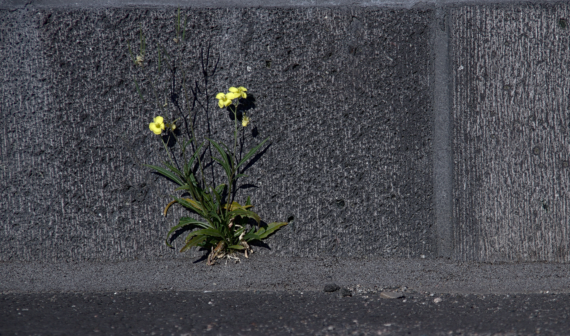 Mauerblümchen