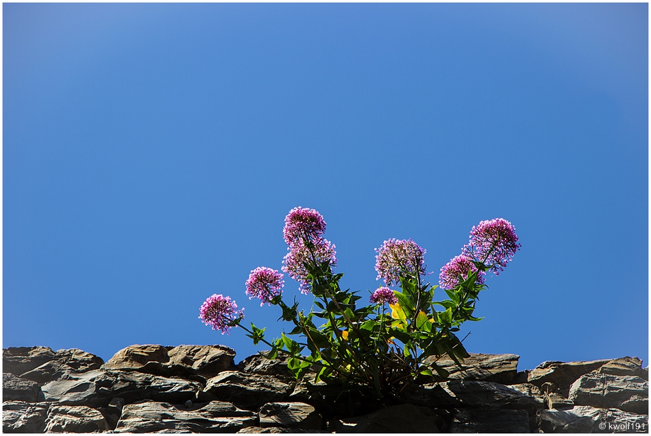 MAUERBLÜMCHEN