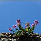 MAUERBLÜMCHEN