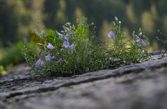 Mauerblümchen