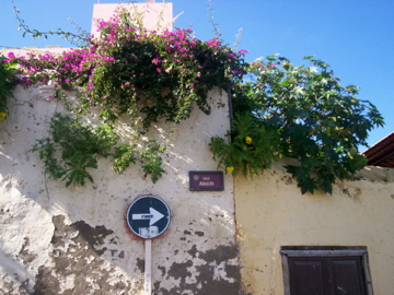 Mauerblümchen