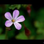 Mauerblümchen